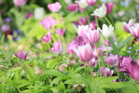 Purple tulips in Japanの写真素材