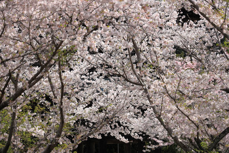 row of cherry blossoms in Japanの写真素材
