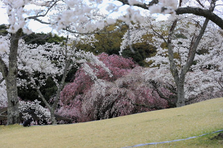 Cherry blossoms in Sakura no sato, Izu, Shizuoka, Japanの写真素材