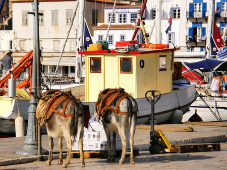 a couple of donkeys taking a break on the sunny docks of Ydra, in Greeceの写真素材