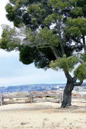 landscape of a tree on a sandy beachの写真素材