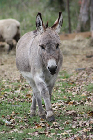 young donkey on a farm in autumn season