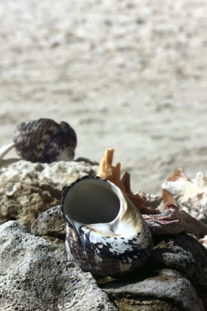 seashells on beachの写真素材
