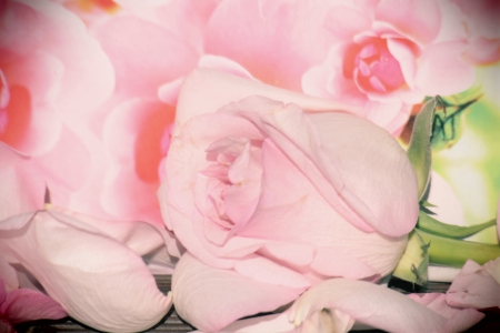 pink rosesの写真素材