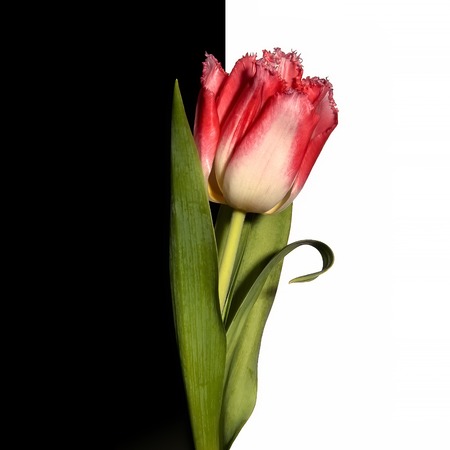 Single tulip flower isolated on white and black backgroundの写真素材