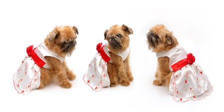 Brussels Griffon in a wedding dress isolated on a white background