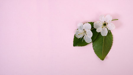 Cherry tree flowers and leaves isolated on pink background