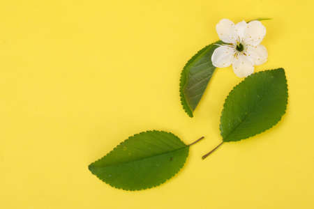 Cherry Tree Flowers and Leaves isolated on yellow backgroundの写真素材