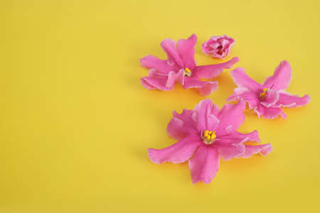 Violet flower close-up isolated on a yellow backgroundの写真素材