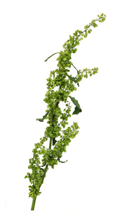 Green blooming grass isolated on white background