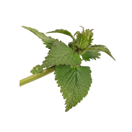 Green nettle leaves isolated on white background