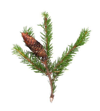 Christmas tree branch isolated on white background to create greeting cards, posters and bannersの写真素材