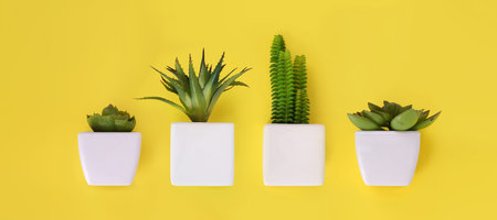 Botanical copy of succulents isolated on yellow background