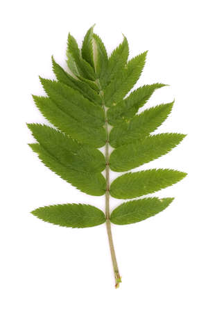 Rowan branch isolated on a white backgroundの写真素材