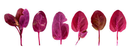 Red grass isolated on a white background (Atriplex red)の写真素材