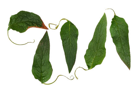 Green leaves isolated on a white background