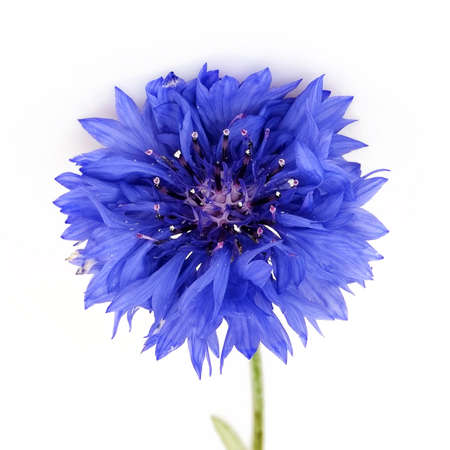 Field blue cornflower isolated on white backgroundの写真素材