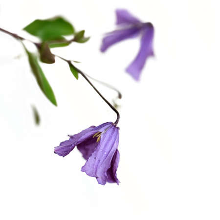 Flower composition for creating posters / banners / postcards / greetingsの写真素材