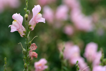 Flower composition for creating posters / banners / postcards / greetings