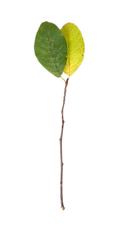 Plant branch with small leaves isolated on white background