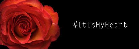 Beautiful rose isolated on a black backgroundの写真素材