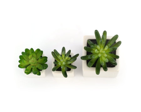 Botanical copy of succulents isolated on white background