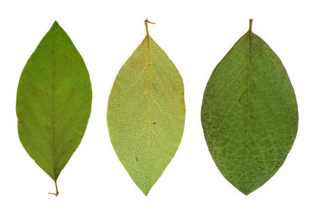 Green leaves on a isolated white background