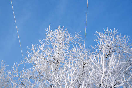 Winter landscape: tree branches on a frosty winter day against the blue skyの写真素材