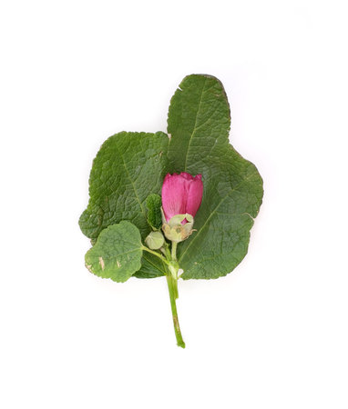 Pink flower and green leaf isolated on a white background