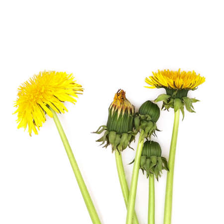 Yellow dandelions isolated on a white backgroundの写真素材