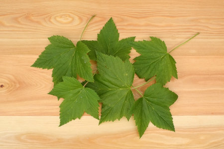 Currant leaves isolated on a wooden table