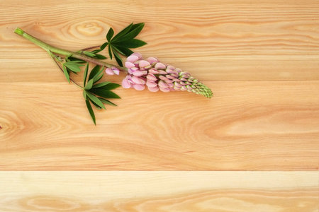 Lupine flowers isolated on a wooden tableの写真素材