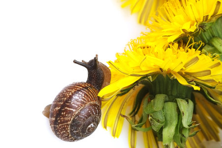 A snail crawling towards a dandelion isolated on a white backgroundの写真素材