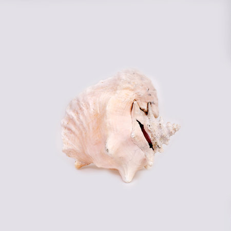 Natural sea shell isolated on a white background