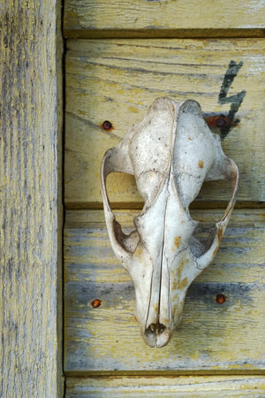 An old animal skull isolated on a wooden wallの写真素材
