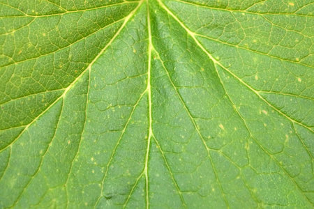 Background mockup for graphic design: currant leaf (macro)