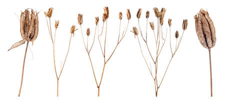 Dry grass isolated on a white backgroundの写真素材