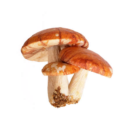 Three yellow-red mushrooms isolated on white backgroundの写真素材