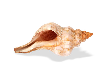 Natural sea shell isolated on a white background.