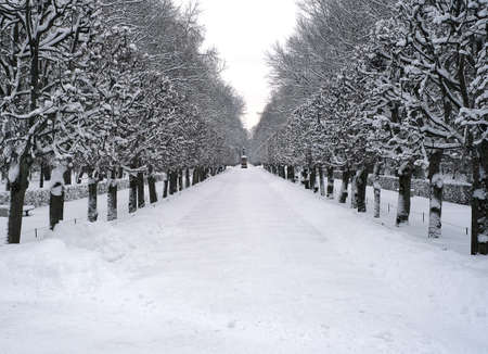 Nice view in cold winter forest with snow and snow-covered treesの写真素材