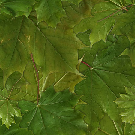 Seamless photo pattern with green maple leavesの写真素材