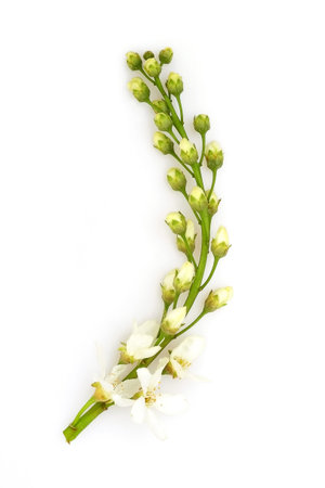 A bird cherry flower isolated on a white backgroundの写真素材