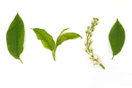 Leaves and inflorescence of bird cherry isolated on a white backgroundの写真素材