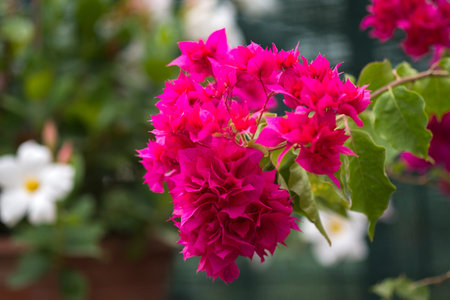 Blooming bougainvillea. Natural isolated background in a botanical garden