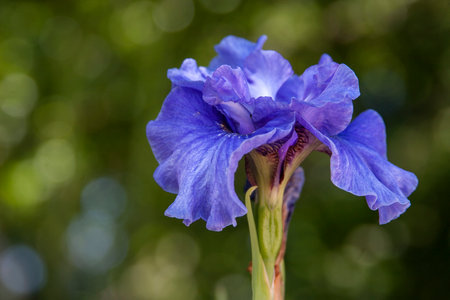 Blooming Iris. Natural isolated background in a botanical gardenの写真素材