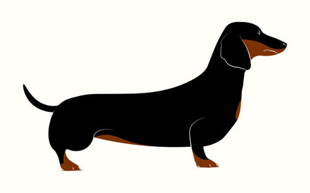 vector drawing. Black dog isolated on white background. german dachshundのイラスト素材