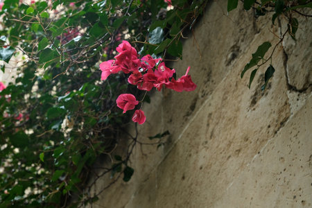 Blooming bougainvillea. Natural isolated background in a botanical gardenの写真素材