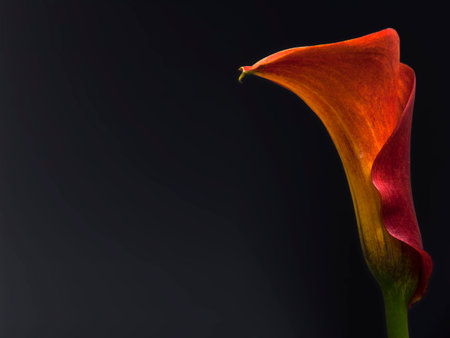 Red calla lily isolated on a black backgroundの写真素材