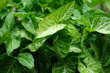 Isolated green natural bush for design background creationの写真素材