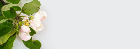 Branch of a blossoming apple-tree on a white background (banner)の写真素材